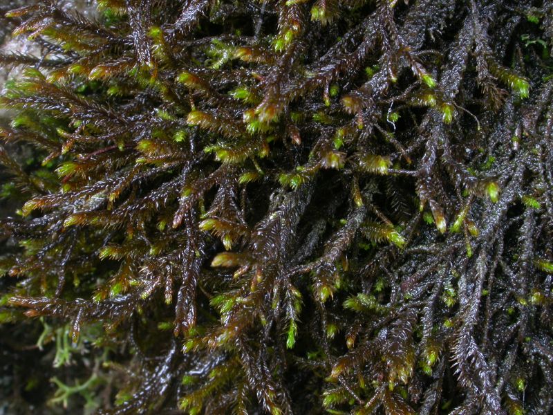 Представитель Семейства Herbertaceae